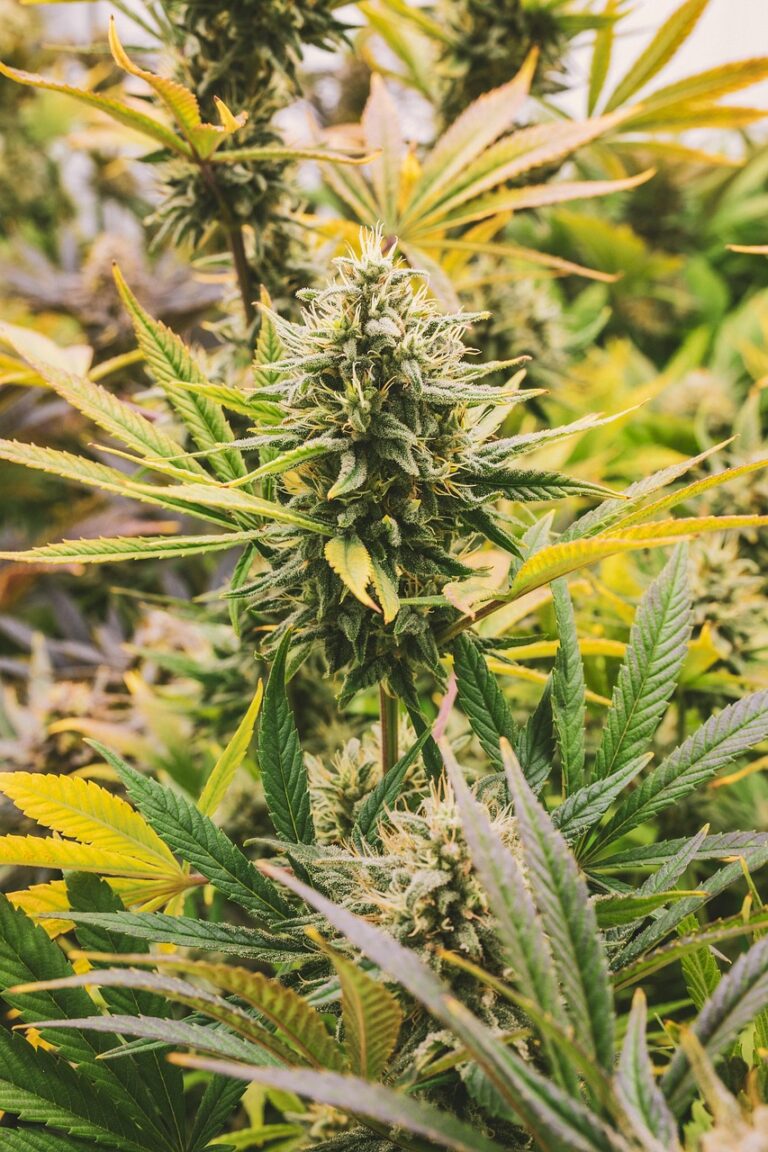 Quel dosage pour la résine de CBD en mg produits au cannabidiol disponibles en France vente cbd en ligne fleur de CBD premium microdoser le CBD Acheter fleur CBD