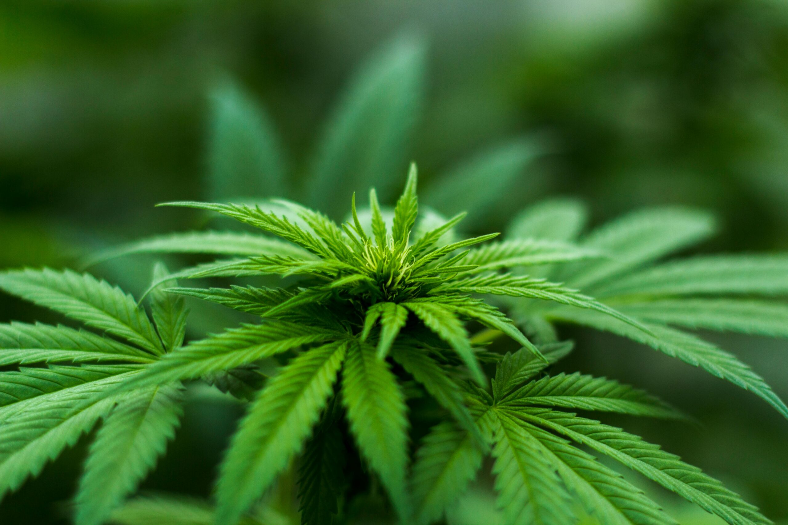 Vente de CBD en France où acheter du CBD en France