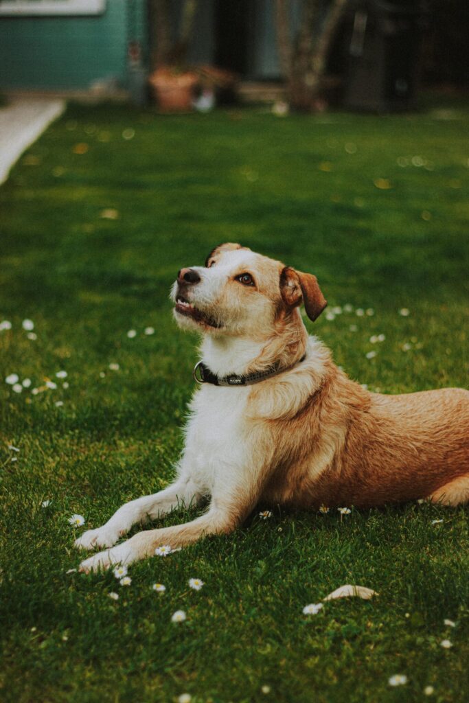 CBD pour animaux