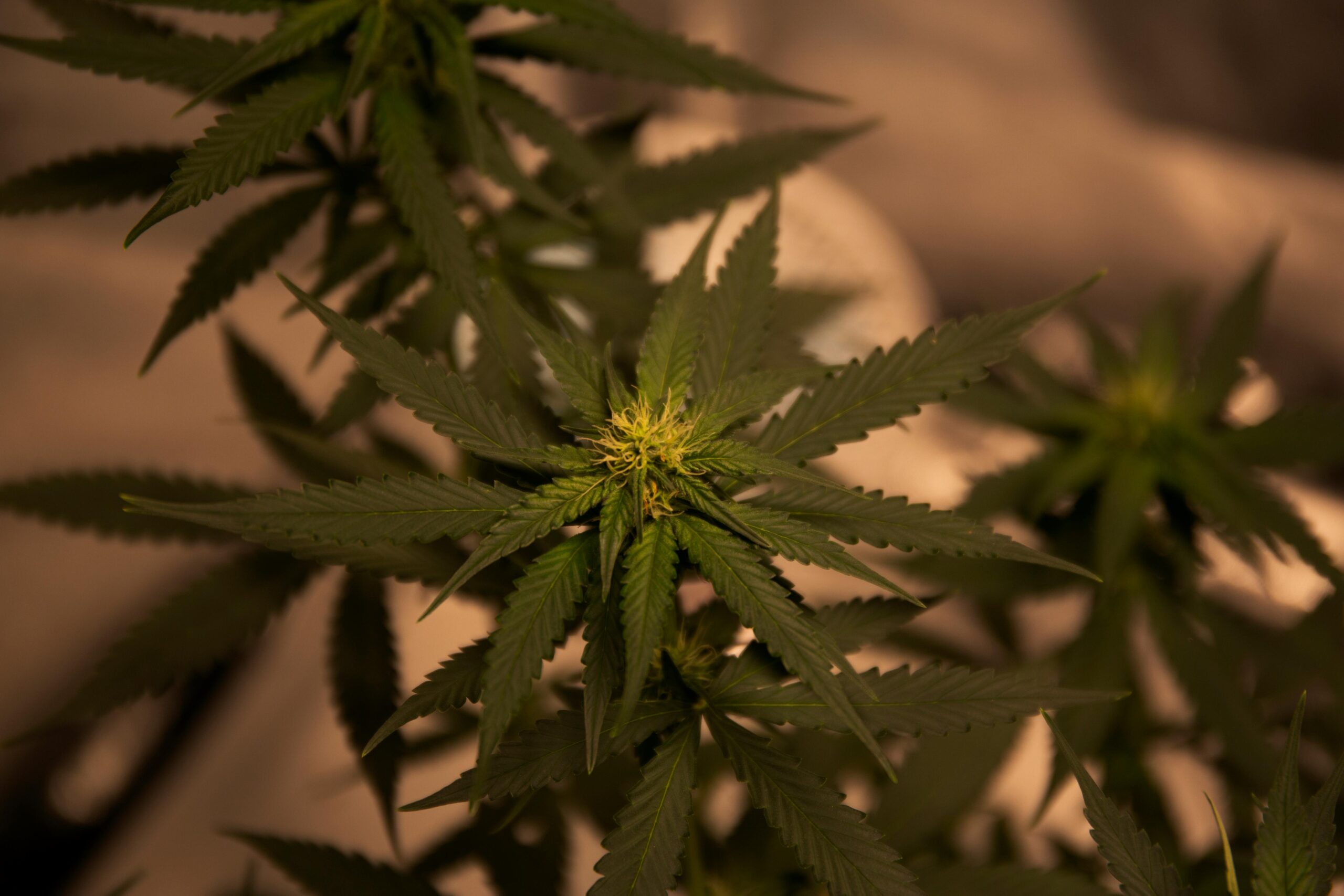 image article fleur CBD Strawberry Banana pour CBD Botanical Dream